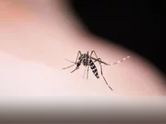蚊蝇增多是否会传播新冠病毒？
